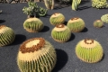 Jardin de Cactus auf Lanzarote (iPhone-Bild)