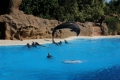 im Loro Parque auf Teneriffa