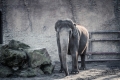 Asiatischer Elefant im Allwetterzoo Münster