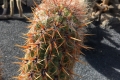 Jardin de Cactus auf Lanzarote (iPhone-Bild)