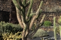 Jardin de Cactus auf Lanzarote (iPhone-Bild)