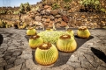 Jardin de Cactus auf Lanzarote