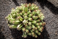Jardin de Cactus (Lanzarote)